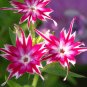 Unusual Phlox Twinkle Star Flowers Phlox drummondii cuspidata - 100 Seeds
