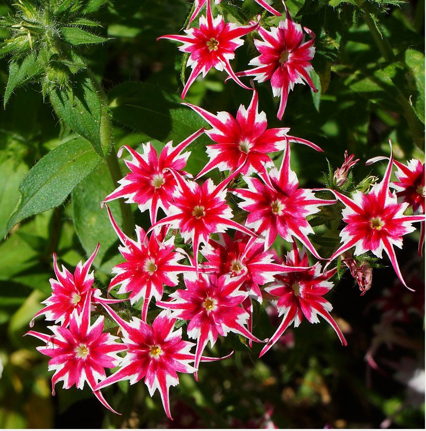 Unusual Phlox Twinkle Star Flowers Phlox drummondii cuspidata - 100 Seeds