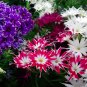 Unusual Phlox Twinkle Star Flowers Phlox drummondii cuspidata - 100 Seeds
