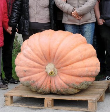 Dills Atlantic Giant Competition Pumpkin - 5 Seeds