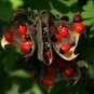 Rare Rosary Pea Abrus precatorius - 20 Seeds