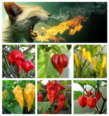 Hotter Than Hell !! Worlds Hottest Chilli Peppers Organic - Seed Gift in a Box