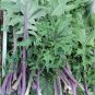 Heirloom Red Russian Kale Brassica oleracea - 100 Seeds