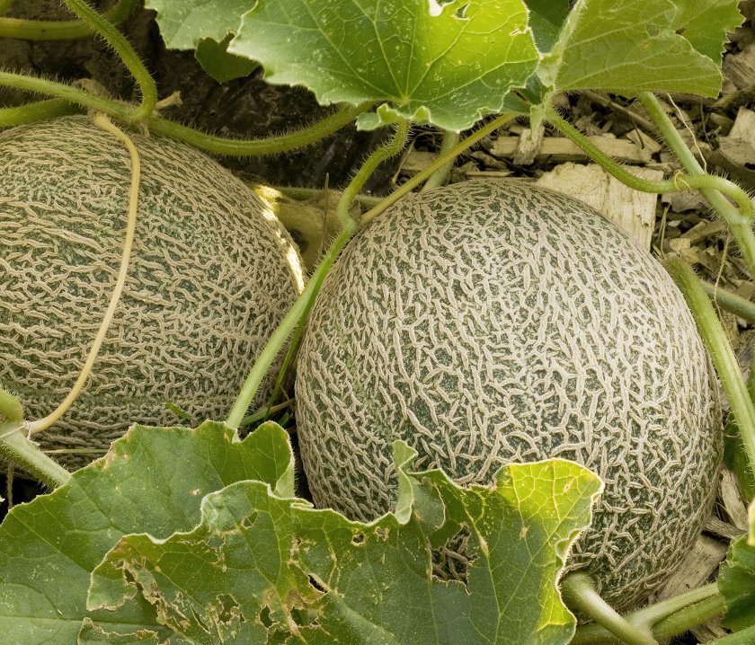 Hales Best Jumbo Cantaloupe Cucumis melo cantalupensis 30 Seeds Fruits