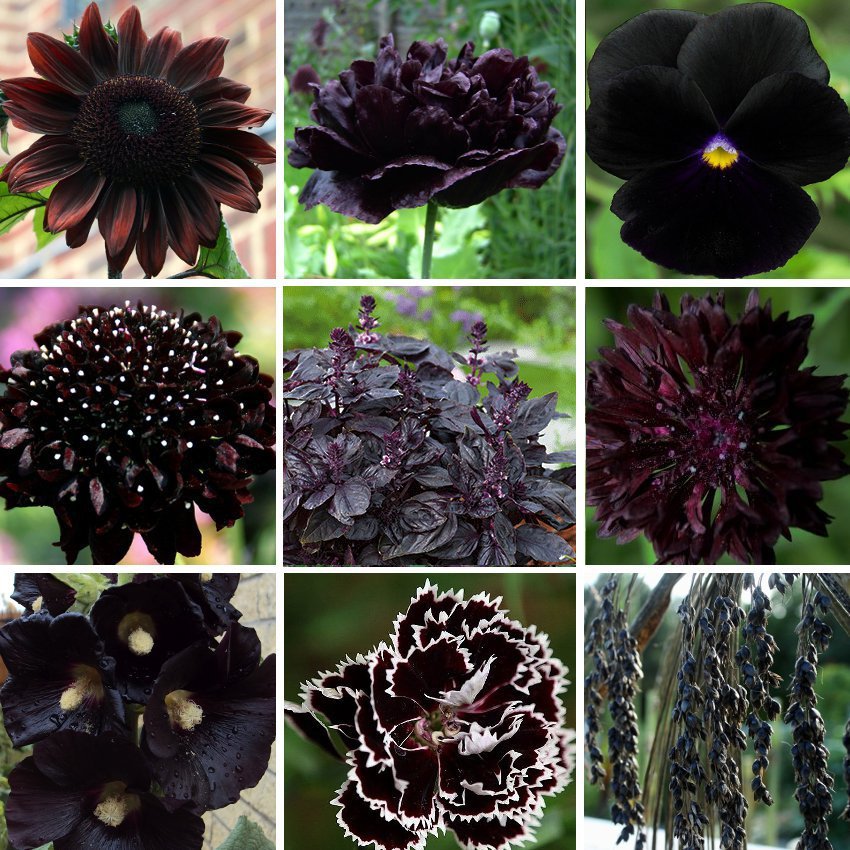 Goth Garden Almost Black Naturally Dark Flowers Seed Collection - 9 ...