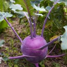 Kohlrabi Sweet Early Purple Vienna Brassica oleracea - 100 Seeds