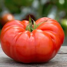 Heirloom Beefsteak Tomato Italian Giant Solanum Lycopersicum - 30 Seeds