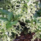 Cuttings! Fragrant Night-Blooming White Jasmine Cestrum nocturnum - 5 Unrooted Cuttings