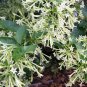 Cuttings! Fragrant Night-Blooming White Jasmine Cestrum nocturnum - 5 Unrooted Cuttings