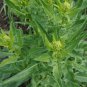 Perennial Vegetable Wild Turkish Rocket Bunias Orientalis - 25 Seeds