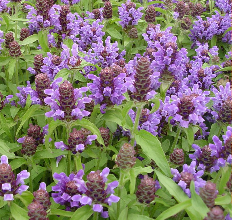 Organic Self-Heal Herb Prunella vulgaris - 80 Seeds