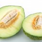 Spanish Heirloom Rock Melon Piel de Sapo Cucumis melo - 25 Seeds