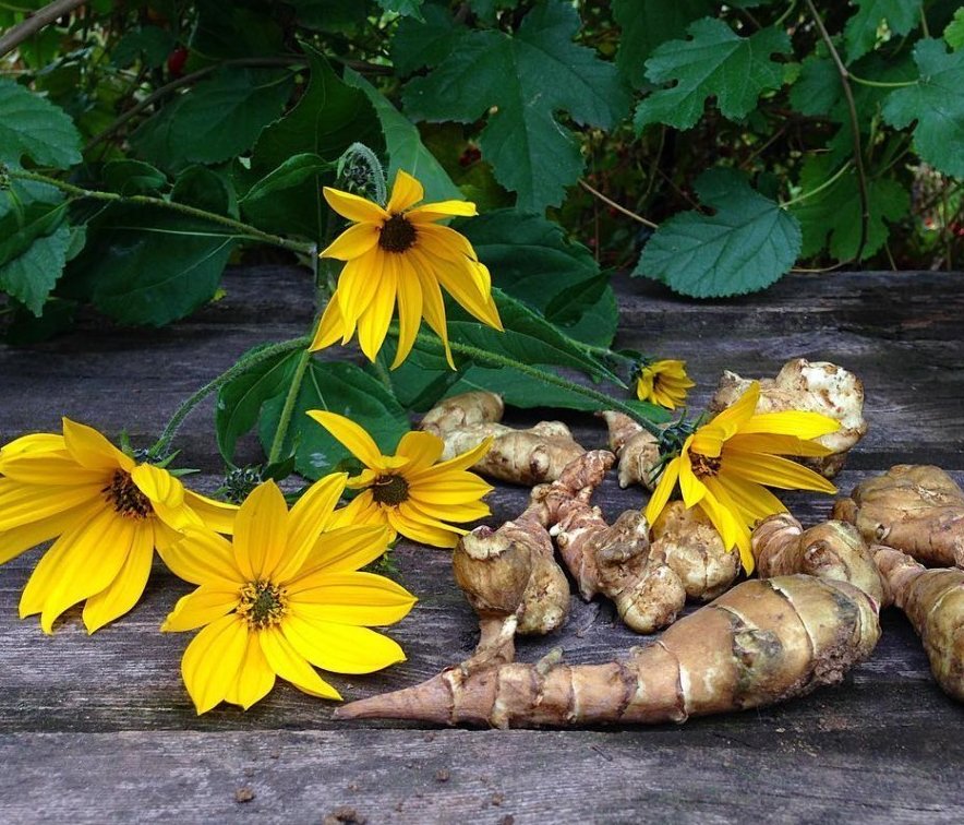 Топинамбур Helianthus tuberosus