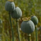 Florist Pod Poppy Giant Papaver Somniferum Giganteum - 100 Seeds