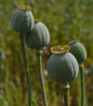 Florist Pod Poppy Giant Papaver Somniferum Giganteum - 100 Seeds