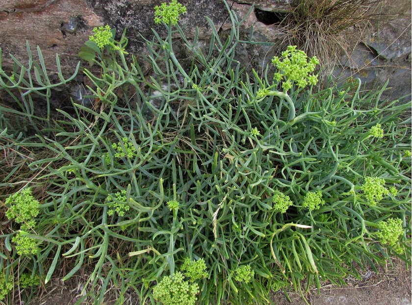 Rare Rock Samphire Sea Fennel Crithmum maritimum - 30 Seeds