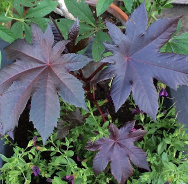Goth Garden Castor Oil Plant New Zealand Purple Ricinus communis - 5 Seeds