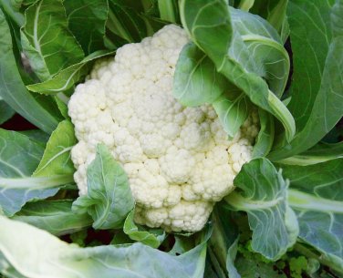 Organic Cauliflower Snowball Brassica oleracea - 80 Seeds