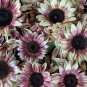 ProCut Plum Rose Pink Sunflower Helianthus annuus - 20 Seeds