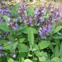 Organic Herb Culinary Sage Salvia officinalis - 20 Seeds