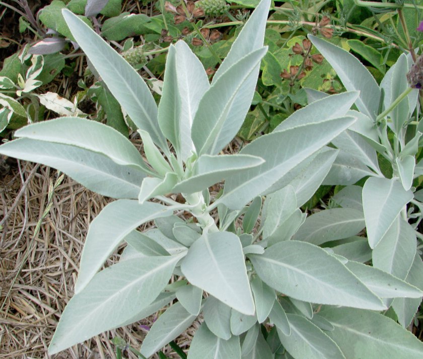 Sage Leaves In Hindi