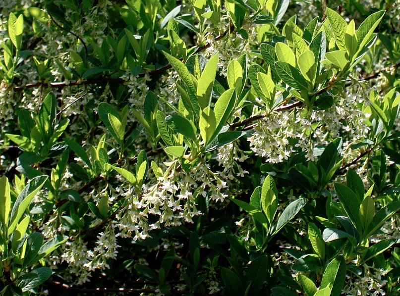 Wild Hardy Osoberry US Native Indian Plum Oemleria cerasiformis – 20 Seeds