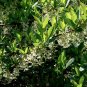 Wild Hardy Osoberry US Native Indian Plum Oemleria cerasiformis â�� 20 Seeds