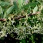 Wild Hardy Osoberry US Native Indian Plum Oemleria cerasiformis â�� 20 Seeds