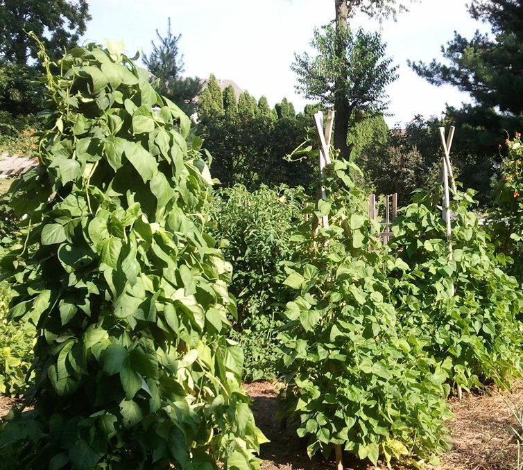 Heirloom Pole Bean Good Mother Stallard Phaseolus vulgaris 40 Seeds