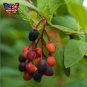 Wild Hardy Osoberry US Native Indian Plum Oemleria cerasiformis – 20 Seeds