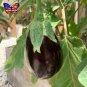 Eggplant Black Beauty Heirloom Aubergine Solanum melongena - 50 Seeds