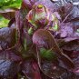 Organic Red Romaine Lettuce Lactuca sativa - 500 Seeds
