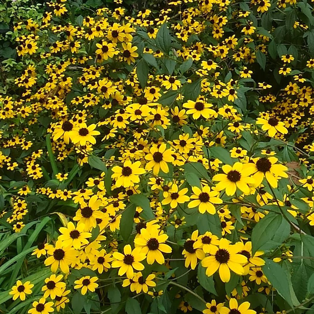 Native Brown Eyed Susan Rudbeckia triloba 200 Seeds
