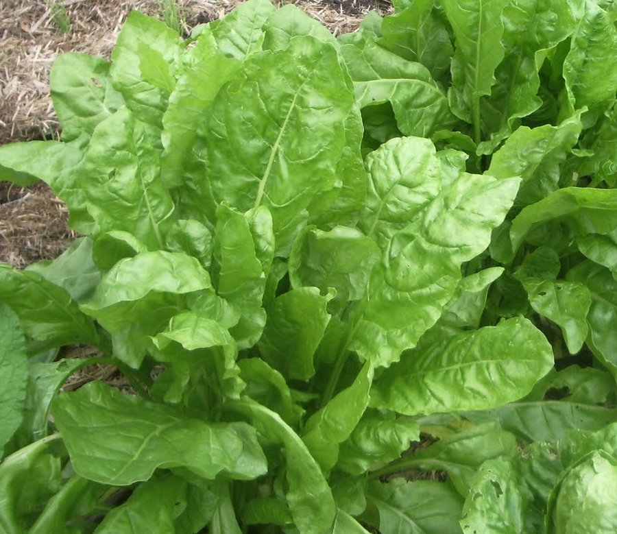 Wild Spinach Leaf Beet Perpetual Spinach Beta vulgaris var cicla - 200 ...