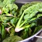 Wild Spinach Leaf Beet Perpetual Spinach Beta vulgaris var cicla - 200 Seeds