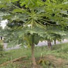 Mamão Papaya Fruit Carica papaya - 25 Seeds