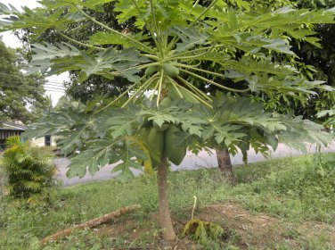 MamÃ£o Papaya Fruit Carica papaya - 25 Seeds