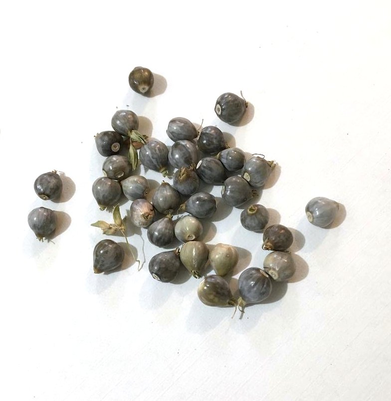 Dried Job's Tears Seeds for Organic Craft  - 50 Beads