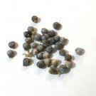 Dried Job's Tears Seeds for Organic Craft  - 50 Beads