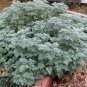 Organic Herb Wormwood Artemisia absinthium - 100 Seeds