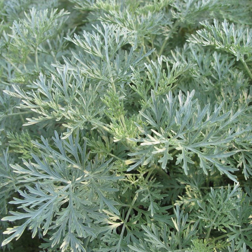 Organic Herb Wormwood Artemisia absinthium - 100 Seeds