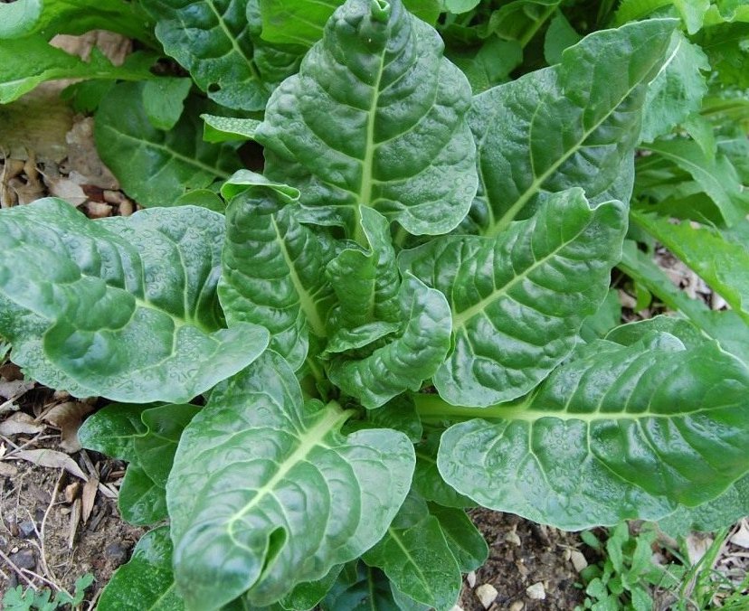 Sale! Leaf Beet Perpetual Spinach Beta vulgaris var cicla - 2 for 1 - 200 Seeds