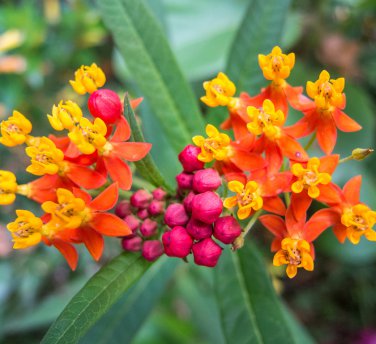 Sale! Scarlet Bloodflower Mexican Butterfly Milkweed Asclepias curassavica - 2 for 1 - 50 Seeds