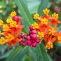 Sale! Scarlet Bloodflower Mexican Butterfly Milkweed Asclepias curassavica - 2 for 1 - 50 Seeds