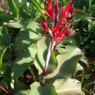Achira Arrowroot Canna edulis - 10 Seeds
