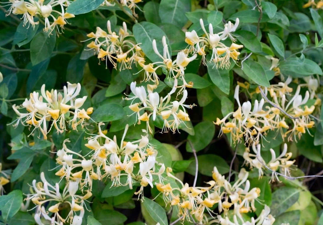 Sweet Tea Honeysuckle Lonicera Japonica - 25 Seeds