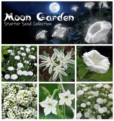 Moon Garden Starter White Flower Seed Collection 6 Varieties