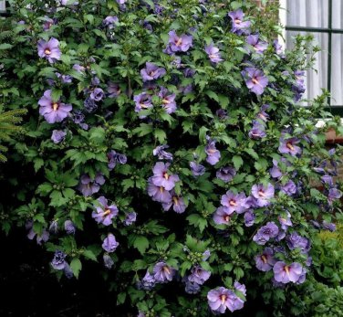 Blue Rose of Sharon Purple Hardy Hibiscus syriacus - 15 Seeds
