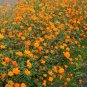 Wild Orange Cosmos Flowers Cosmos sulphureus - 200 Seeds