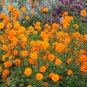 Wild Orange Cosmos Flowers Cosmos sulphureus - 200 Seeds